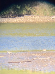 Pluvialis squatarola