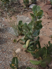 Asclepias latifolia