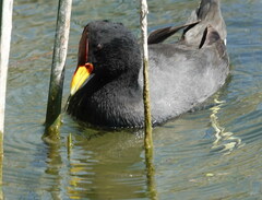 Fulica rufifrons
