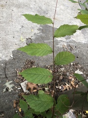 Ulmaceae