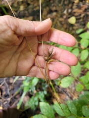 Carex folliculata