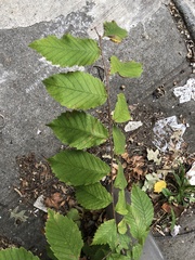 Ulmaceae