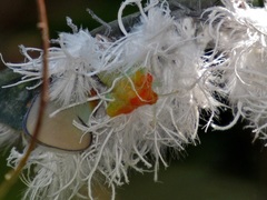 Ityraea electa
