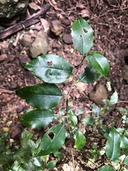 Excoecaria dallachyana