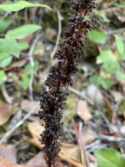 Allotropa virgata