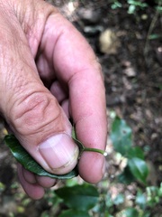 Excoecaria dallachyana