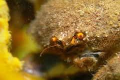 Austrodromidia octodentata