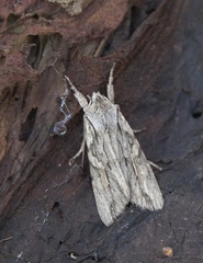 Lithophane leautieri