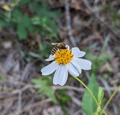 Andrena fulvipennis
