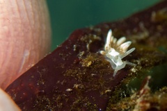 Trinchesia albocrusta