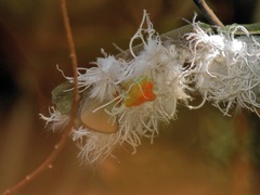 Ityraea electa