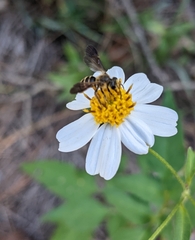 Andrena fulvipennis
