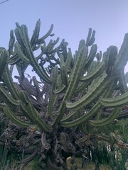 Myrtillocactus geometrizans
