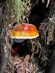 Ganoderma oregonense