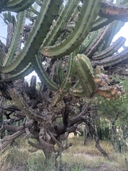 Myrtillocactus geometrizans
