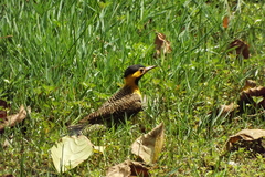 Colaptes campestris campestris