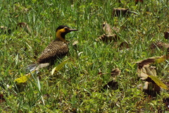 Colaptes campestris campestris