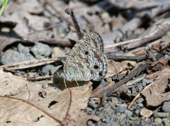 Ypthima loryma