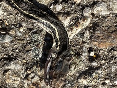 Masticophis lateralis lateralis