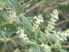 Aloysia wrightii