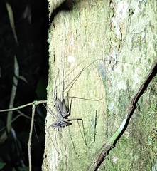 Amblypygi