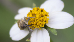 Pseudocentrinus ochraceus