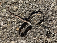 Masticophis lateralis lateralis