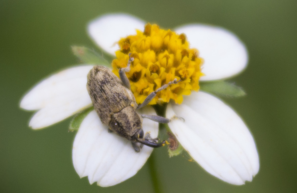 Pseudocentrinus ochraceus