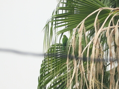 Psittacara holochlorus