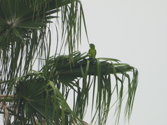 Psittacara holochlorus