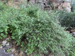 Aloysia wrightii