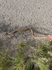 Pituophis catenifer affinis