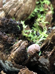 Stemonitis