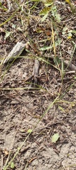 Melanoplus fasciatus