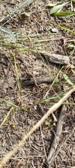 Melanoplus fasciatus