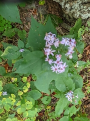 Symphyotrichum cordifolium