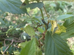 Spodoptera eridania