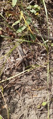 Melanoplus fasciatus