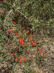 Clinopodium coccineum