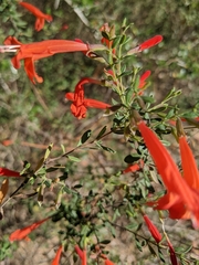 Clinopodium coccineum