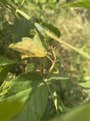 Spodoptera eridania