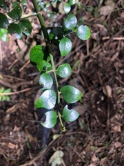 Psydrax odorata buxifolia