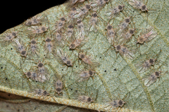 Tingidae