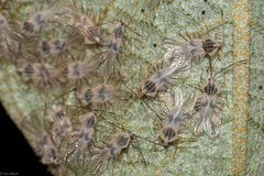 Tingidae