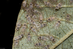 Tingidae