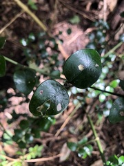 Psydrax odorata buxifolia