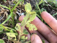 Richardia brasiliensis