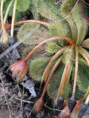 Drosera whittakeri