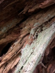 Icmadophila ericetorum