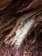 Icmadophila ericetorum